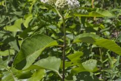 White Milkweed, Asclepias variegata
