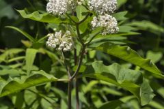 White Milkweed, Asclepias variegata