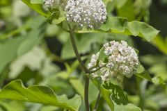 White Milkweed, Asclepias variegata