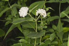 White Milkweed, Asclepias variegata