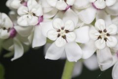 White Milkweed, Asclepias variegata