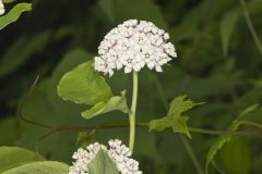 White Milkweed, Asclepias variegata