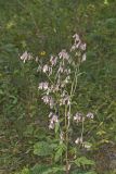 White Rattlesnakeroot, Nabalus albus