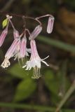 White Rattlesnakeroot, Nabalus albus