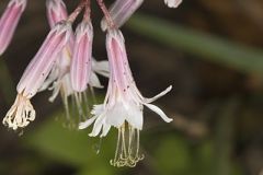 White Rattlesnakeroot