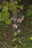 White Rattlesnakeroot, Nabalus albus