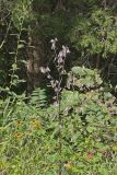 White Rattlesnakeroot, Nabalus albus