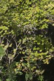 White Rattlesnakeroot, Nabalus albus