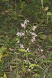 White Rattlesnakeroot, Nabalus albus