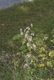 White Rattlesnakeroot, Nabalus albus