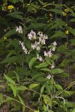 White Rattlesnakeroot, Nabalus albus