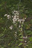 White Rattlesnakeroot, Nabalus albus