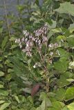 White Rattlesnakeroot, Nabalus albus