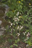 White Rattlesnakeroot, Nabalus albus