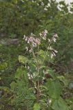 White Rattlesnakeroot, Nabalus albus