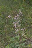 White Rattlesnakeroot, Nabalus albus