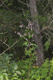 White Rattlesnakeroot, Nabalus albus