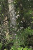 White Rattlesnakeroot, Nabalus albus
