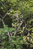 White Rattlesnakeroot, Nabalus albus