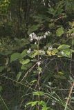 White Rattlesnakeroot, Nabalus albus