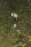 White Rattlesnakeroot, Nabalus albus