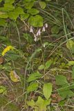 White Rattlesnakeroot, Nabalus albus