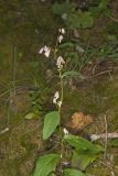 White Rattlesnakeroot, Nabalus albus