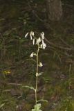 White Rattlesnakeroot, Nabalus albus