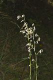 White Rattlesnakeroot, Nabalus albus