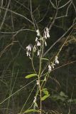 White Rattlesnakeroot, Nabalus albus