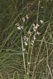 White Rattlesnakeroot, Nabalus albus