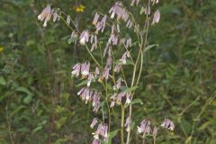 White Rattlesnakeroot, Nabalus albus