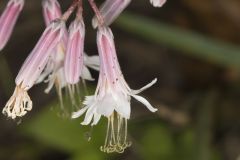 White Rattlesnakeroot, Nabalus albus
