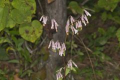 White Rattlesnakeroot, Nabalus albus