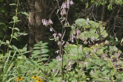 White Rattlesnakeroot, Nabalus albus