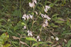 White Rattlesnakeroot, Nabalus albus