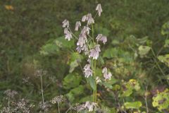 White Rattlesnakeroot, Nabalus albus