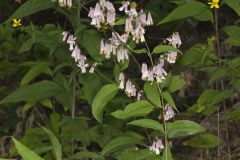 White Rattlesnakeroot, Nabalus albus