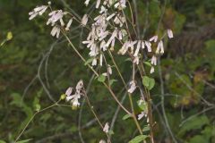 White Rattlesnakeroot, Nabalus albus