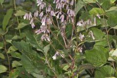 White Rattlesnakeroot, Nabalus albus