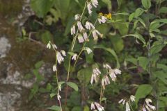 White Rattlesnakeroot, Nabalus albus