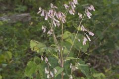 White Rattlesnakeroot, Nabalus albus