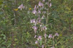 White Rattlesnakeroot, Nabalus albus