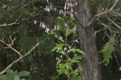 White Rattlesnakeroot, Nabalus albus