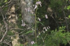 White Rattlesnakeroot, Nabalus albus White Rattlesnakeroot, Nabalus albus
