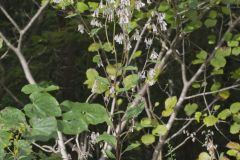 White Rattlesnakeroot, Nabalus albus