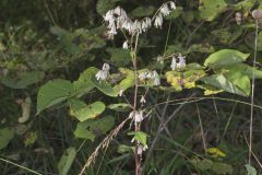 White Rattlesnakeroot, Nabalus albus White Rattlesnakeroot, Nabalus albus