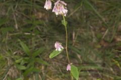 White Rattlesnakeroot, Nabalus albus White Rattlesnakeroot, Nabalus albus