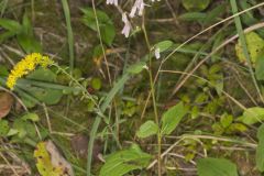 White Rattlesnakeroot, Nabalus albus