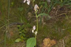 White Rattlesnakeroot, Nabalus albus White Rattlesnakeroot, Nabalus albus